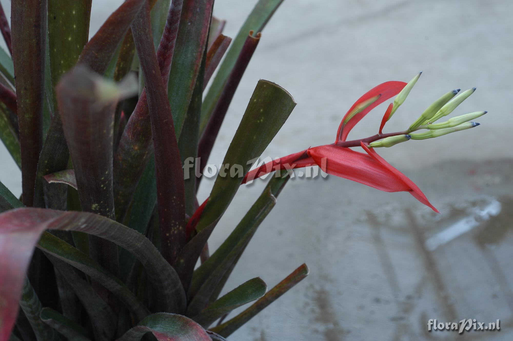 Billbergia amoena var. rubra