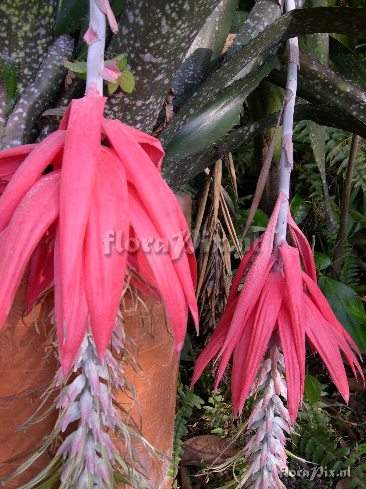 Billbergia rosea