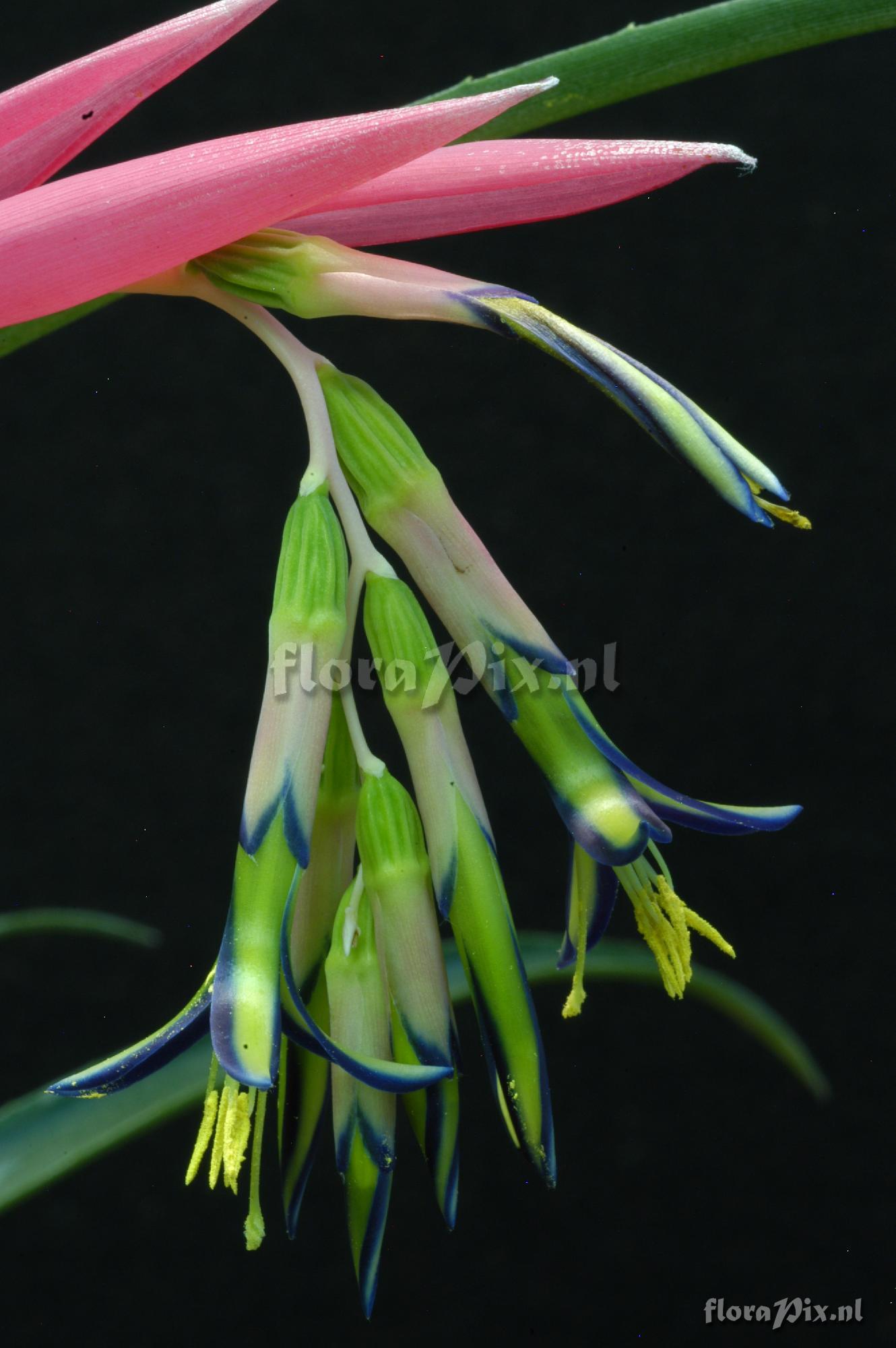 Billbergia nutans var. nutans