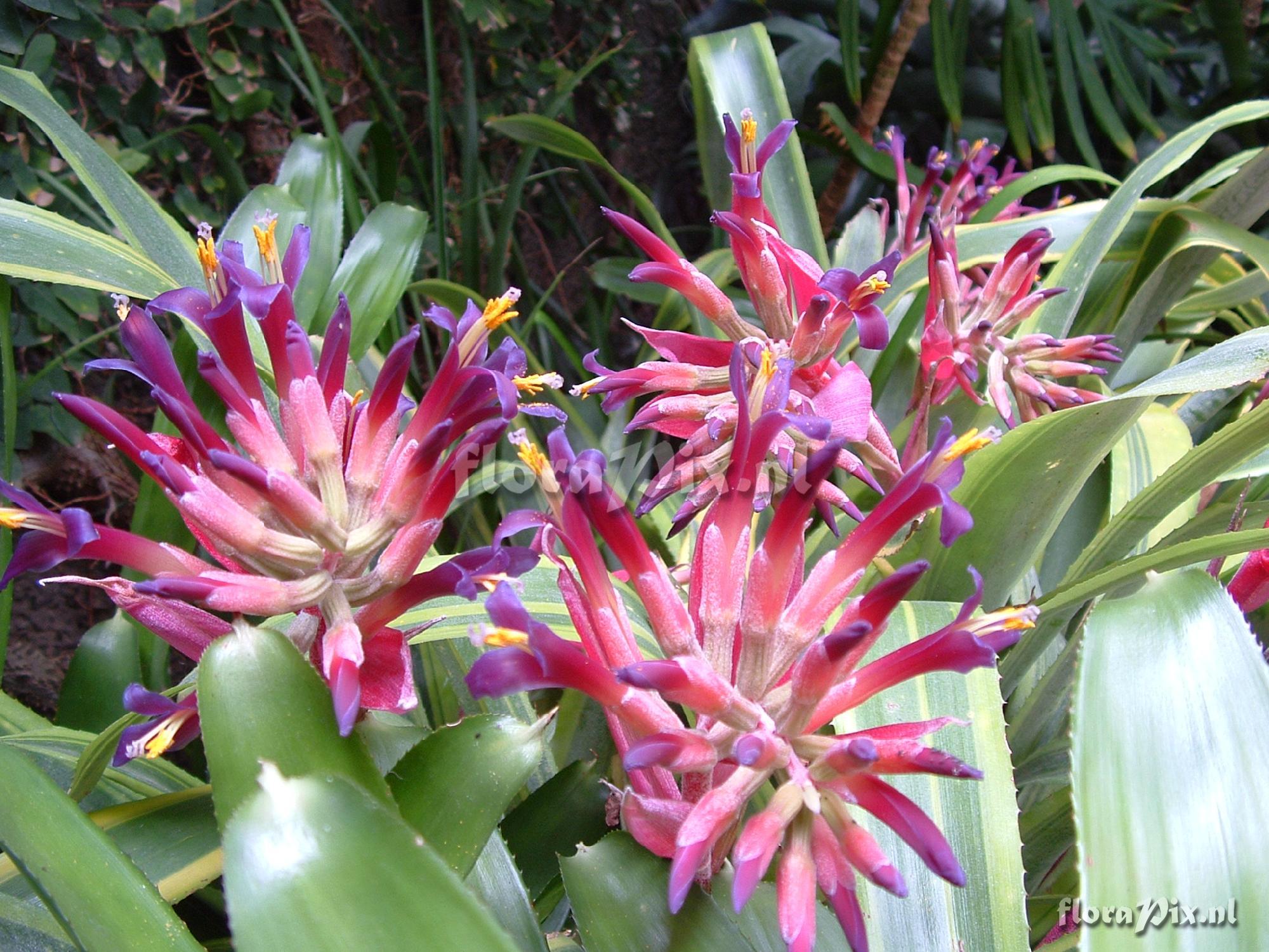 Billbergia Pyramidalis striata (euphemiae)