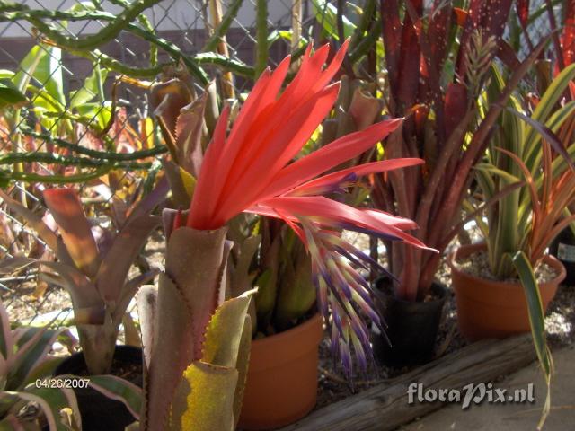 Billbergia "Titan"