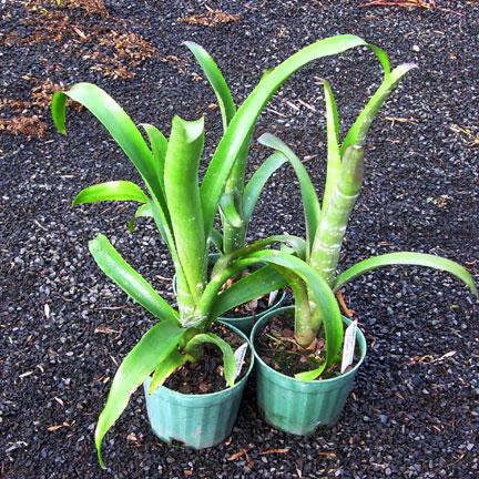 Billbergia unknown seedlings