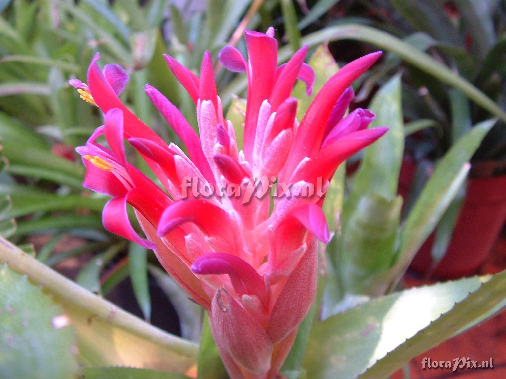 Billbergia pyramidalis var. pyramidalis