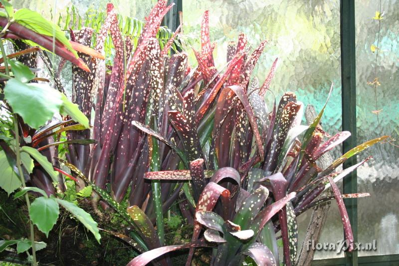 Billbergia amoena hybride