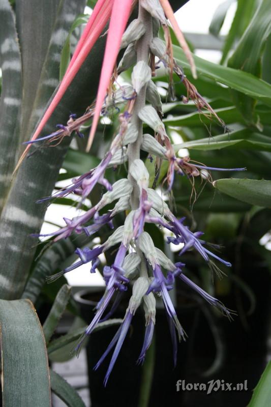 Billbergia brasiliensis