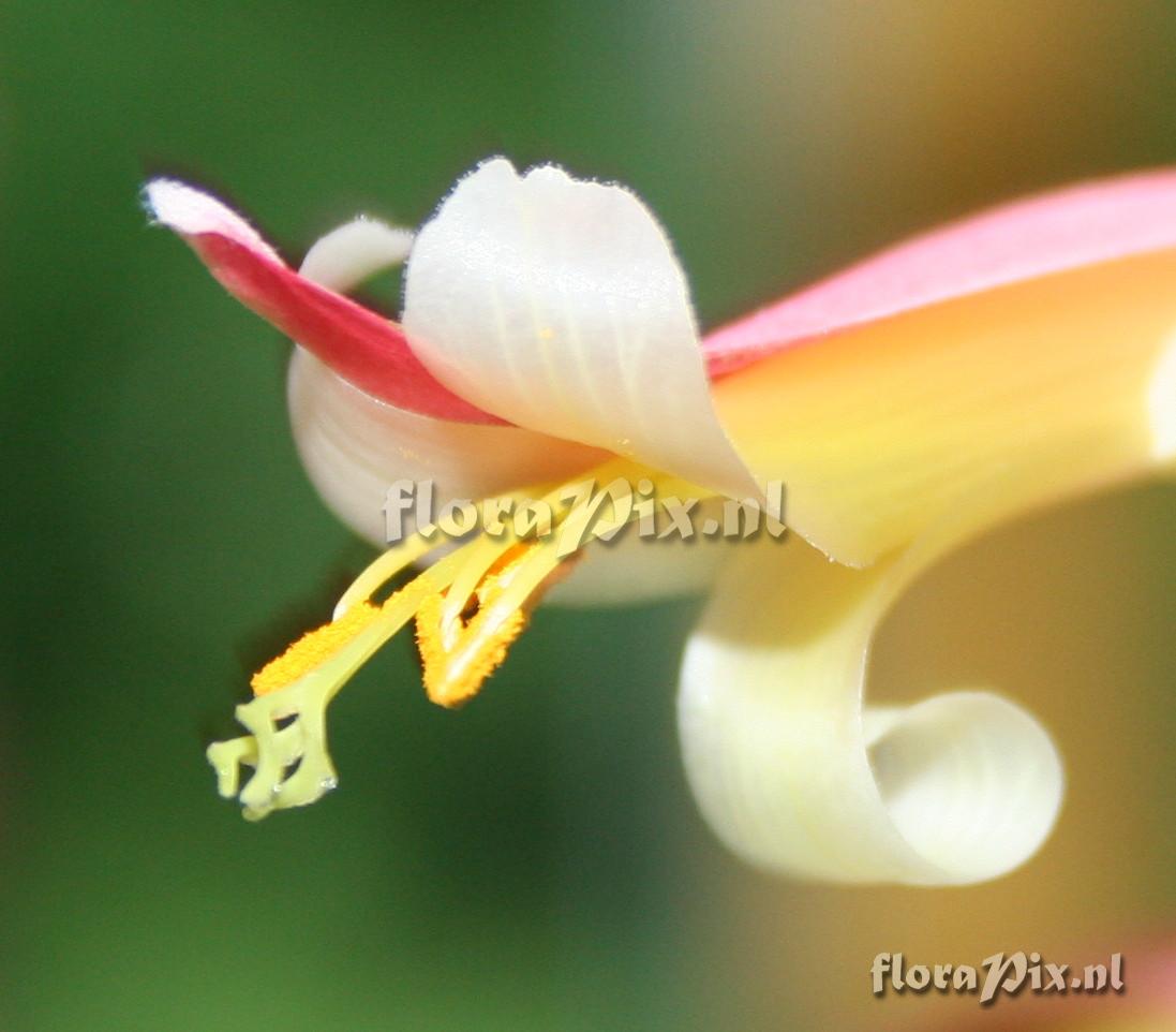 Billbergia iridifolia