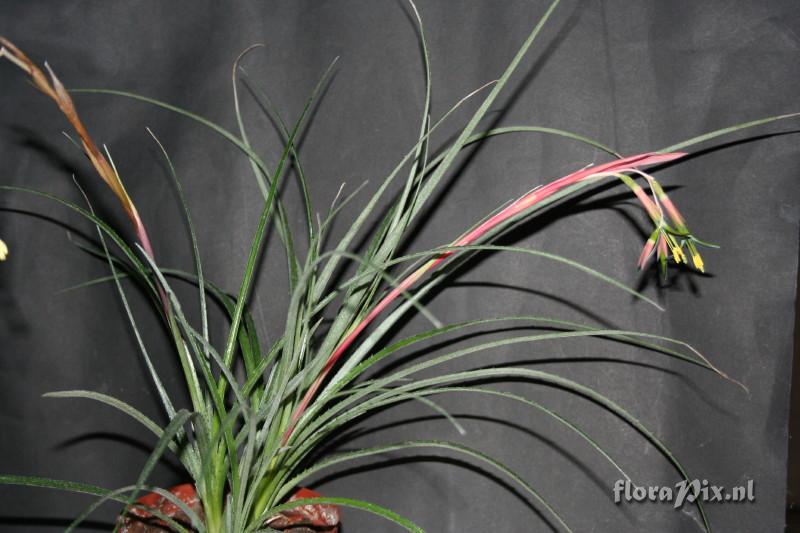 Billbergia nutans var. Minor