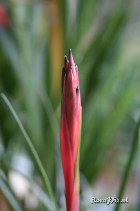 Billbergia nutans var. Minor