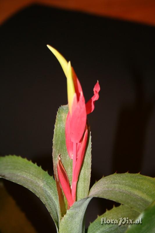 Billbergia leptopoda meeldraden