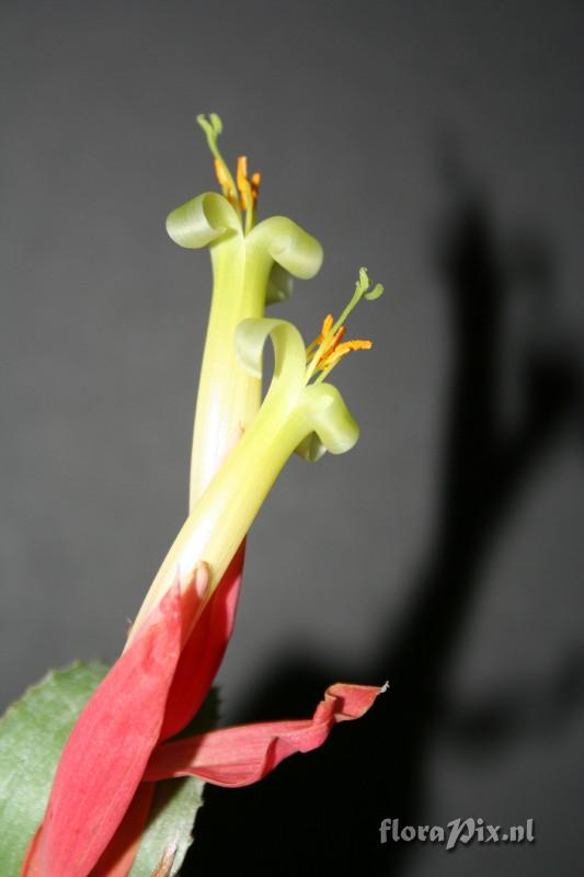 Billbergia leptopoda