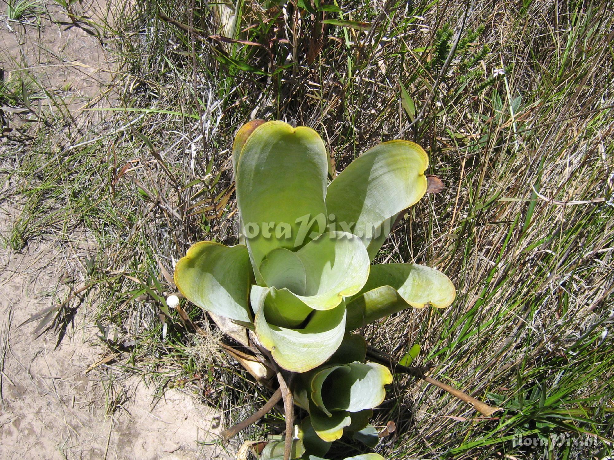 Brocchinia reducta