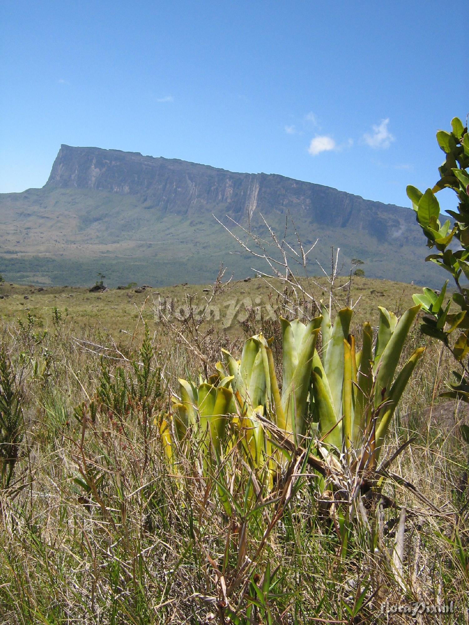 Brocchinia hechtioides