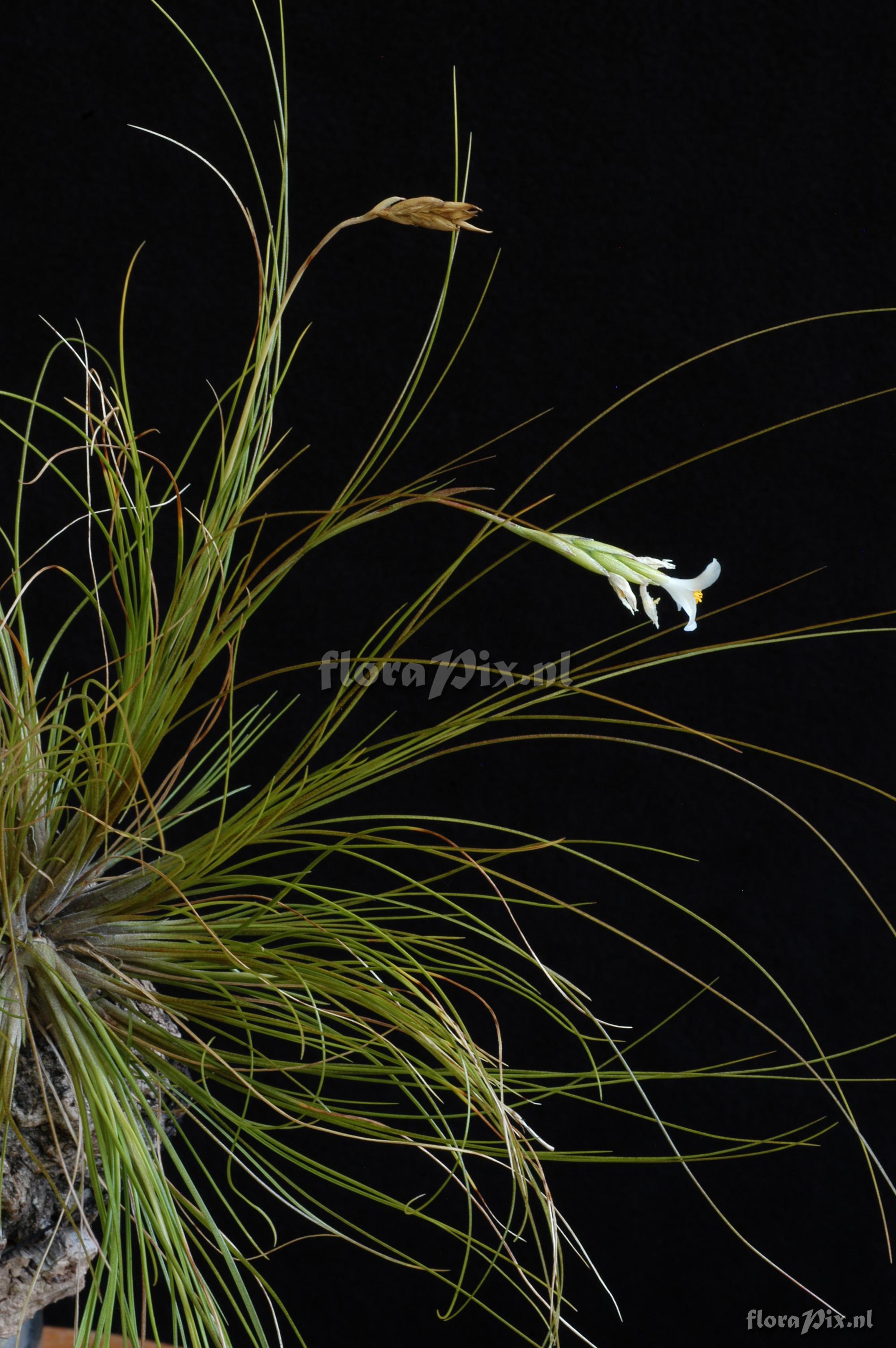 Tillandsia alvareziae