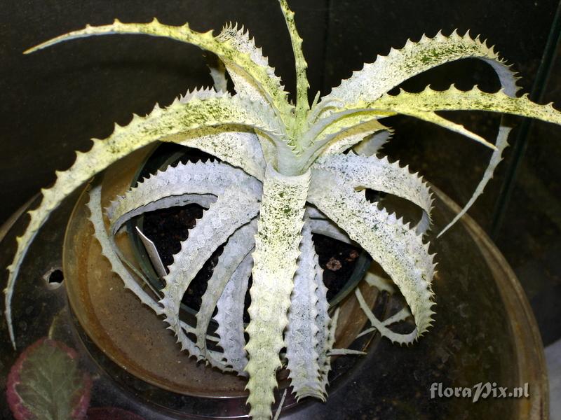 Cryptanthus warasii