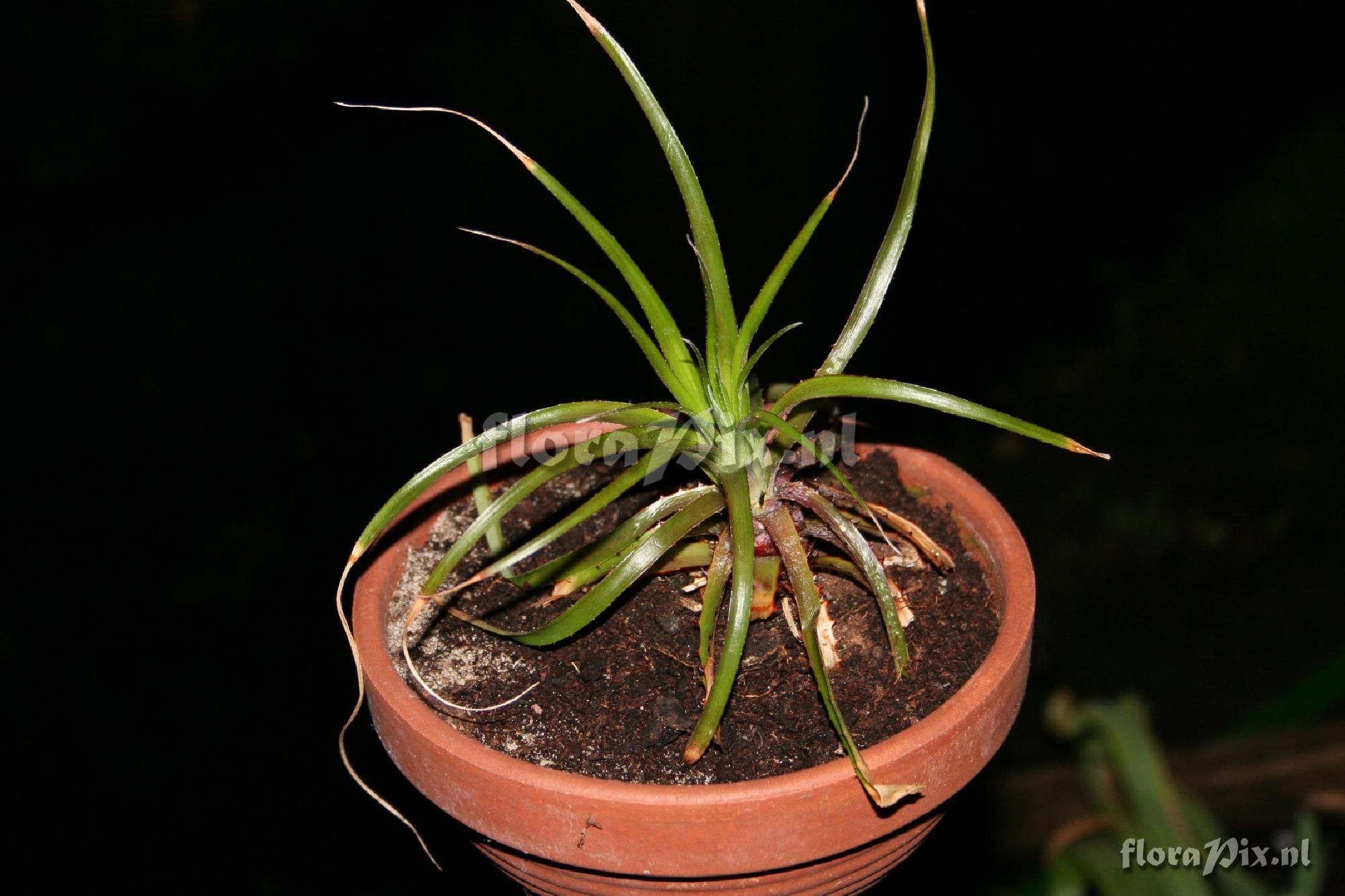 Deuterocohnia schreiteri