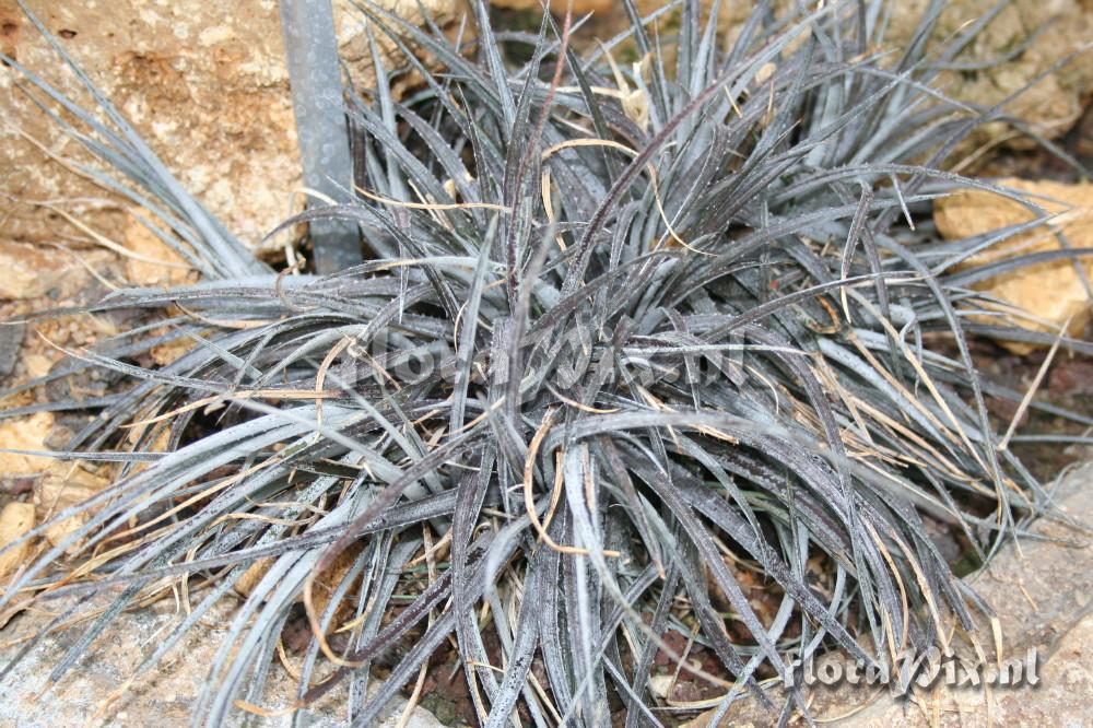 Dyckia remotiflora