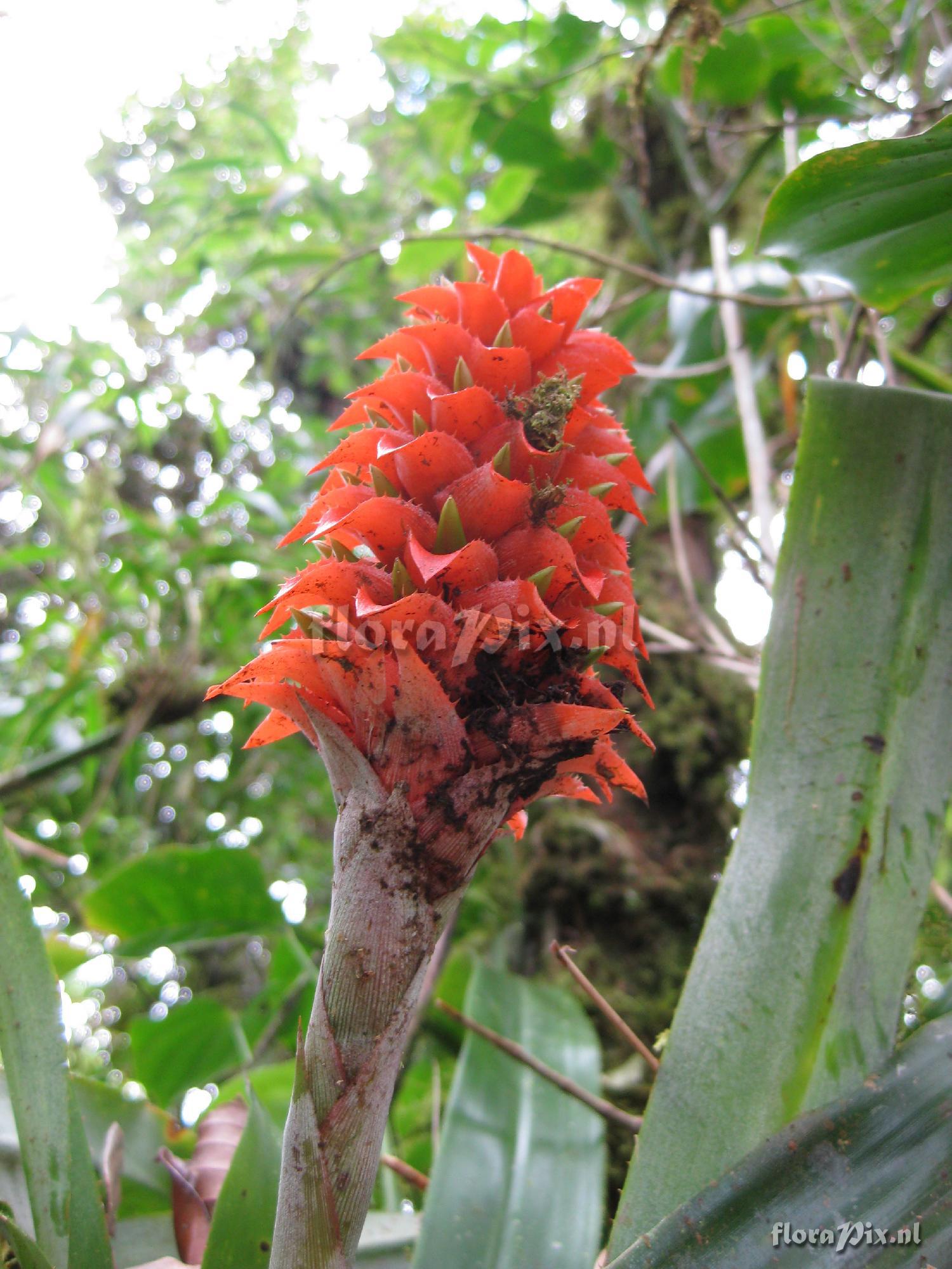 Aechmea veitchii