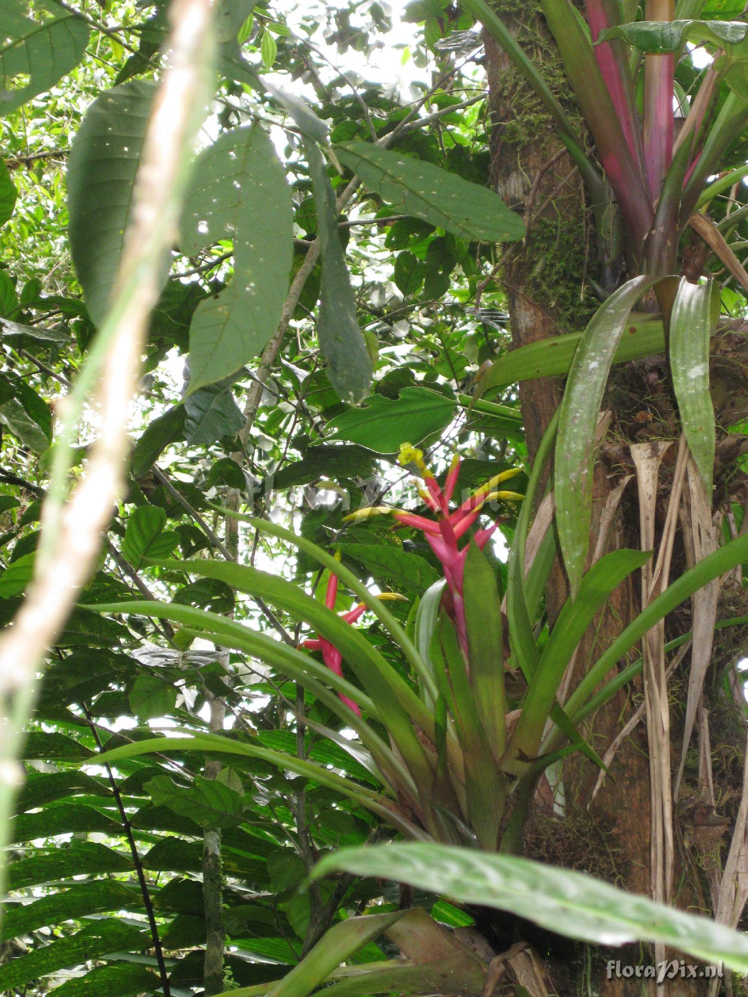 Guzmania rosea