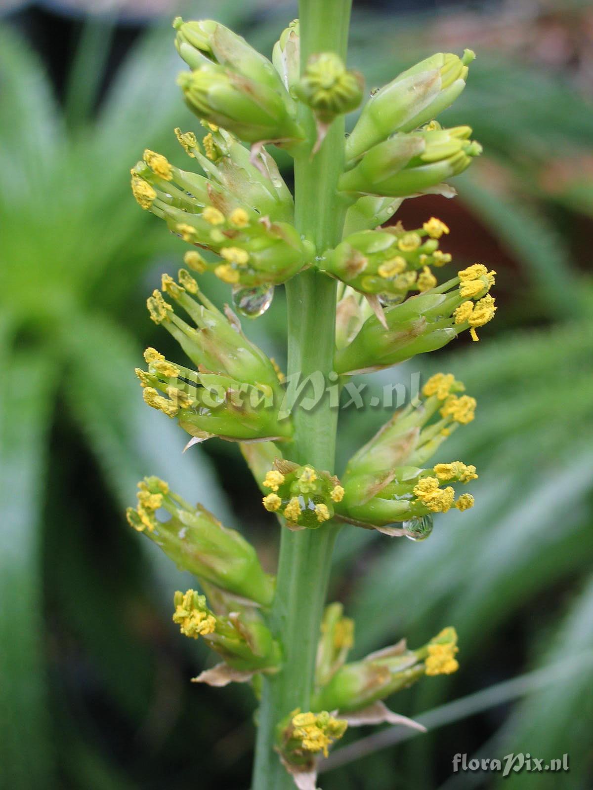 Encholirium magalhaesii