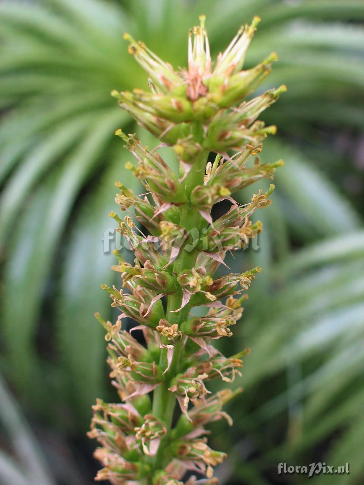 Encholirium magalhaesii