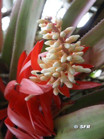 Aechmea sp. Ecuador