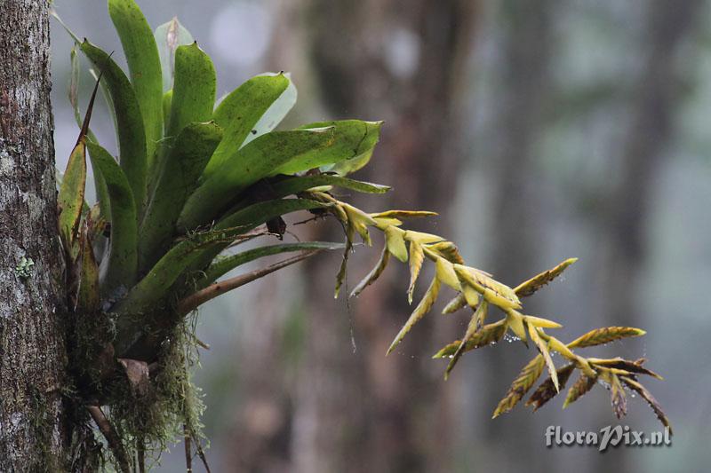 Tillandsia sp.