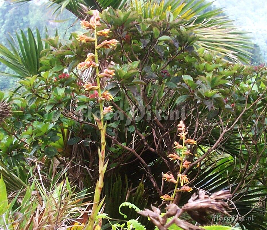 Guzmania plumieri (Grisebach) Mez