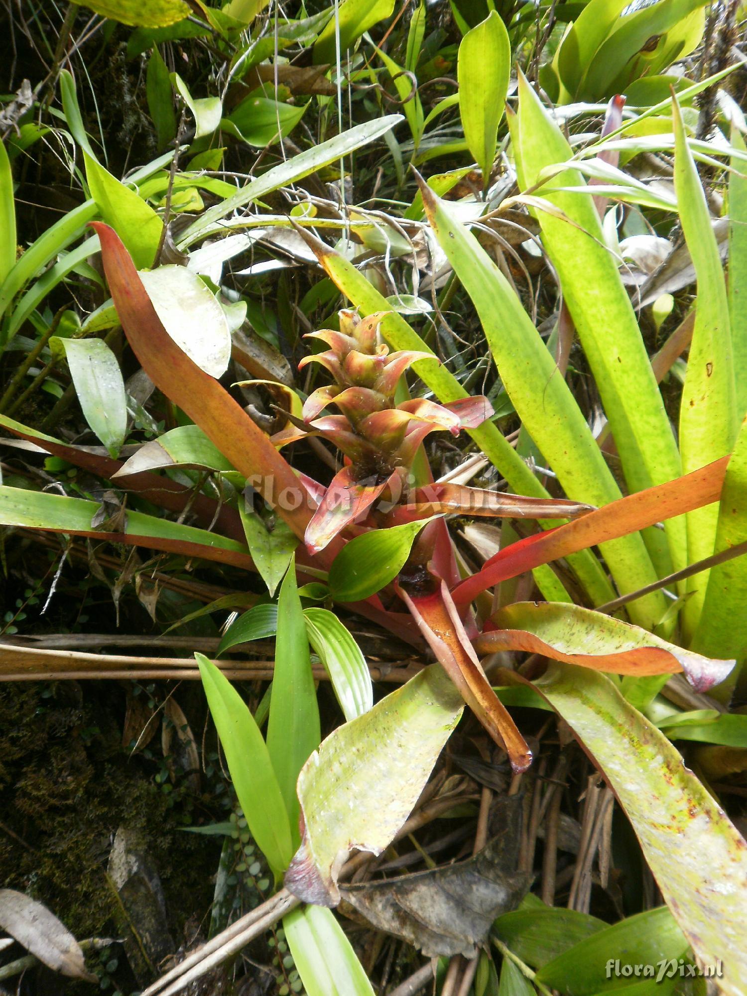 Guzmania squarrosa