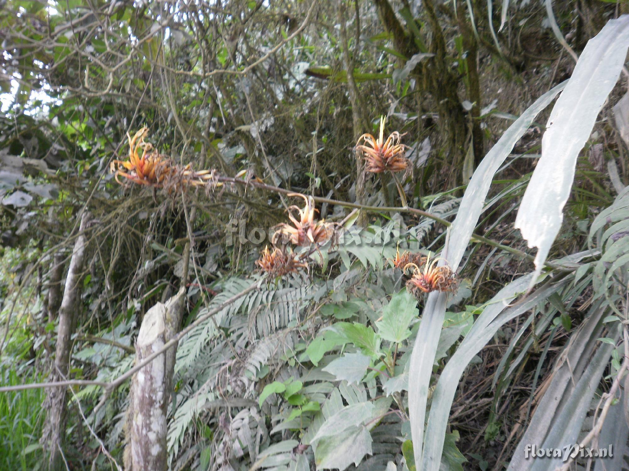 Pitcairnia dendroidea