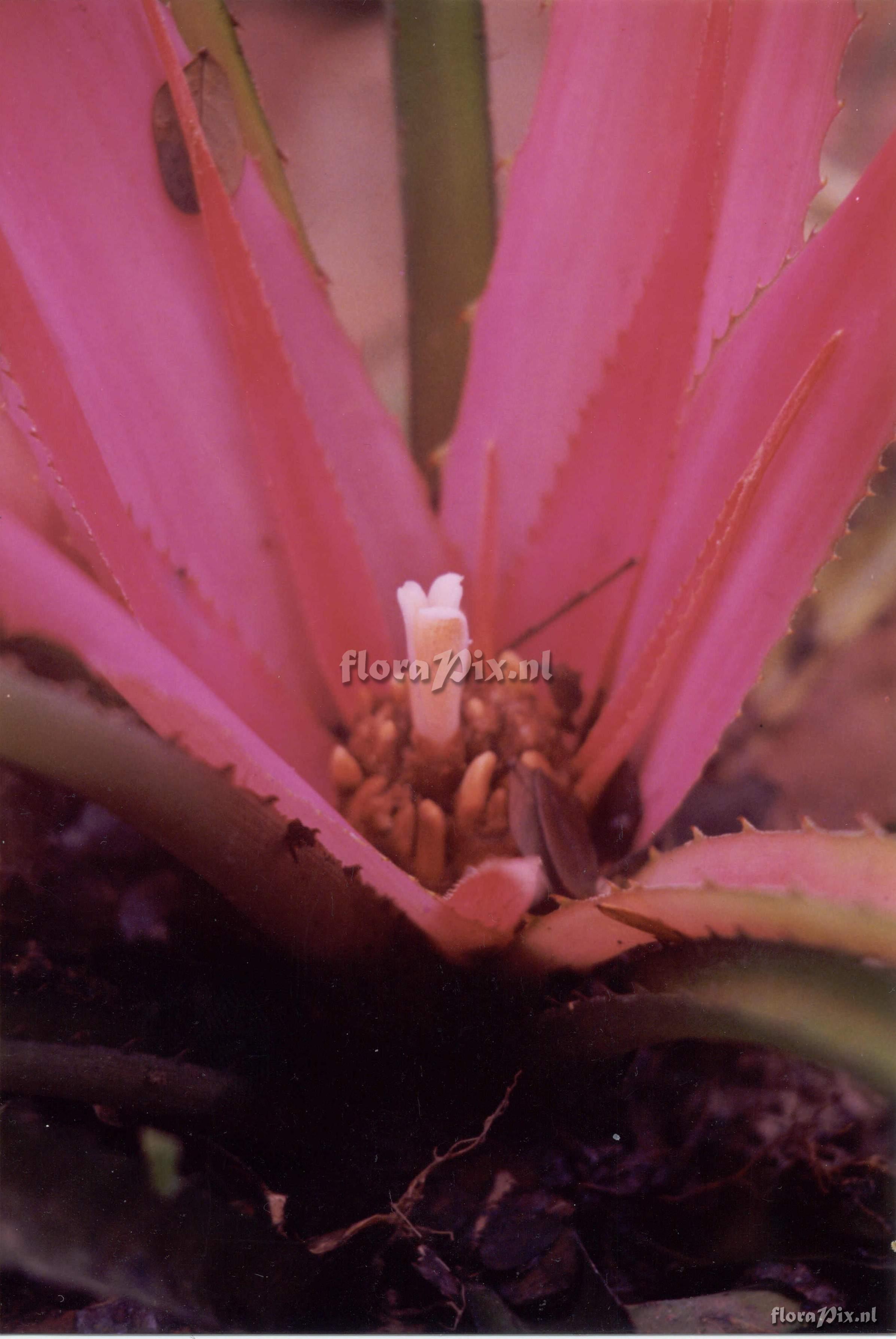 Bromelia cf. fosteriana