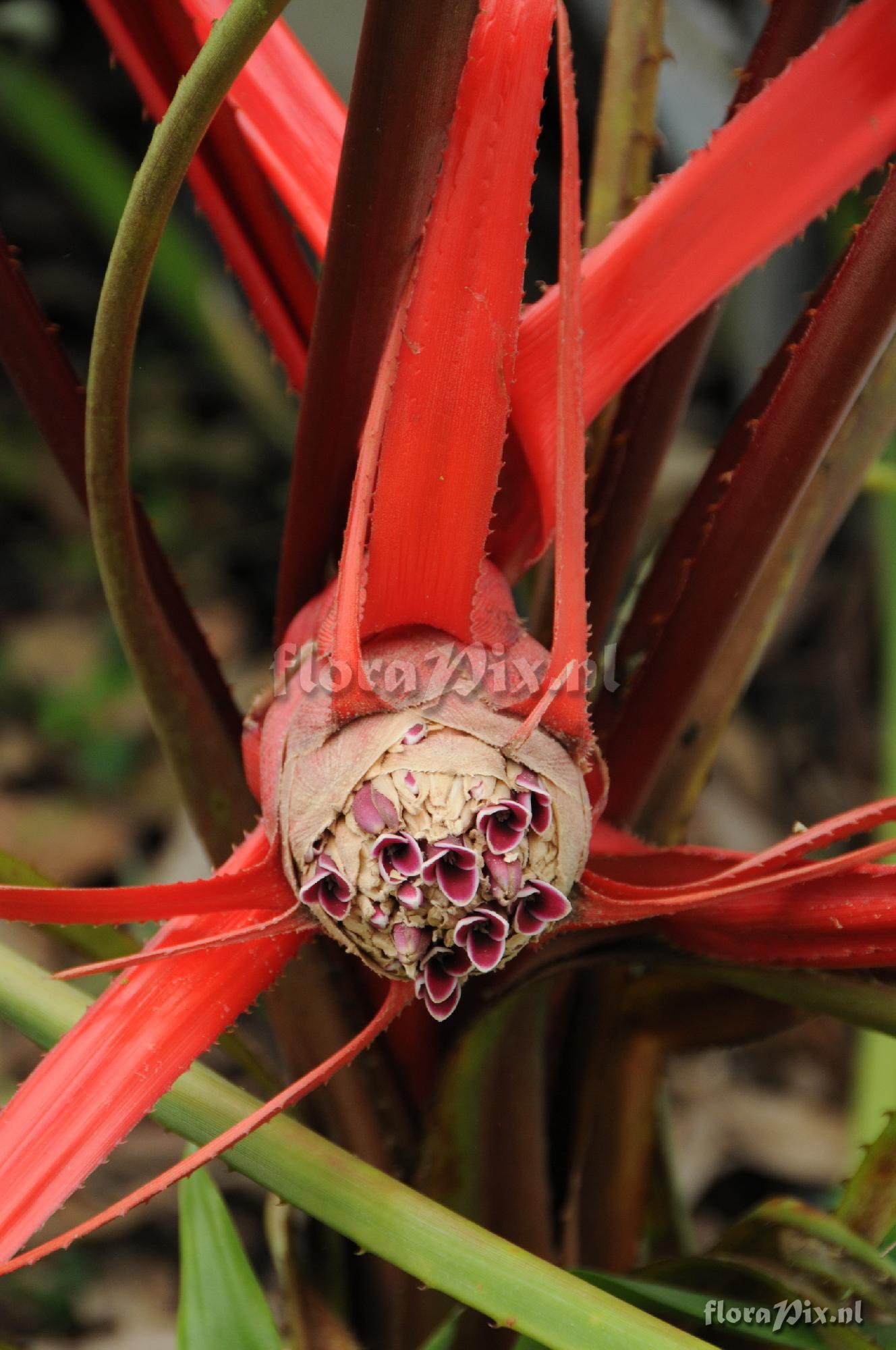 Bromelia cf epiphytica