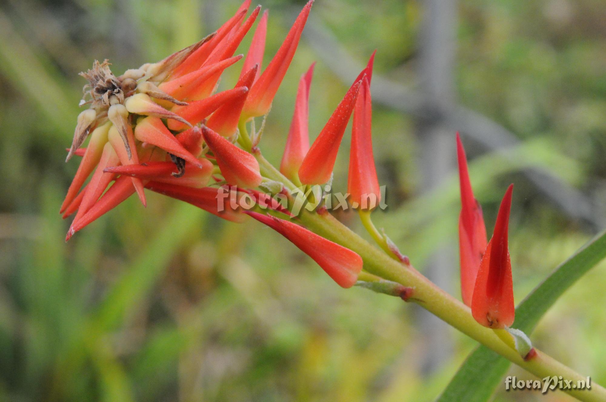 Pitcairnia lehmannii