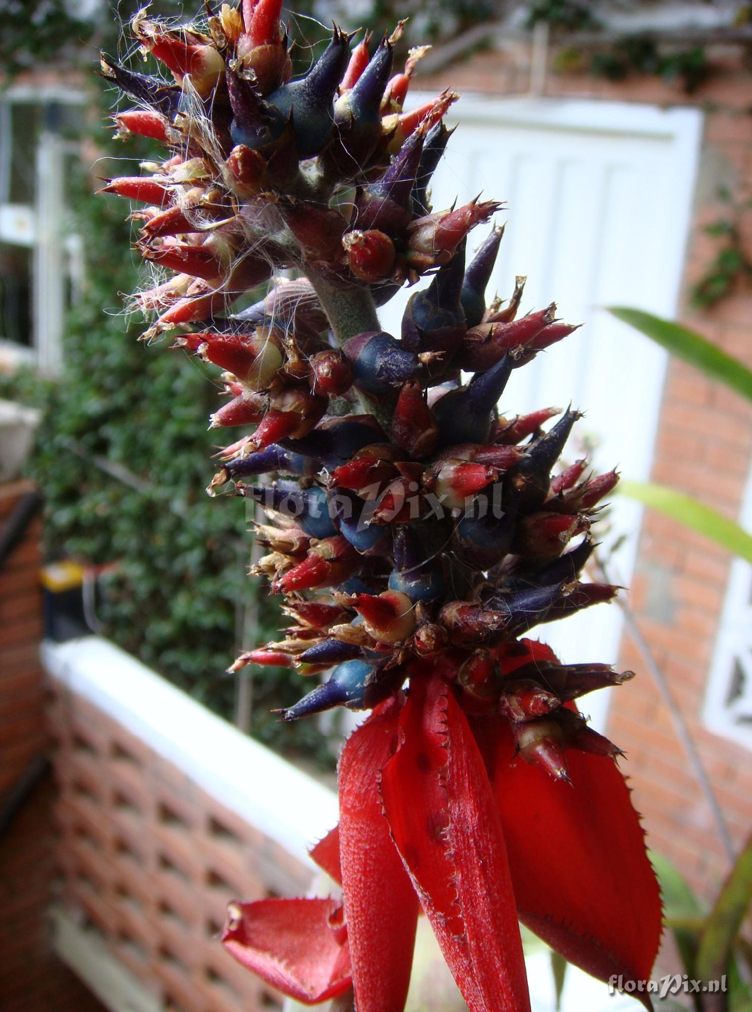 Aechmea mertensii