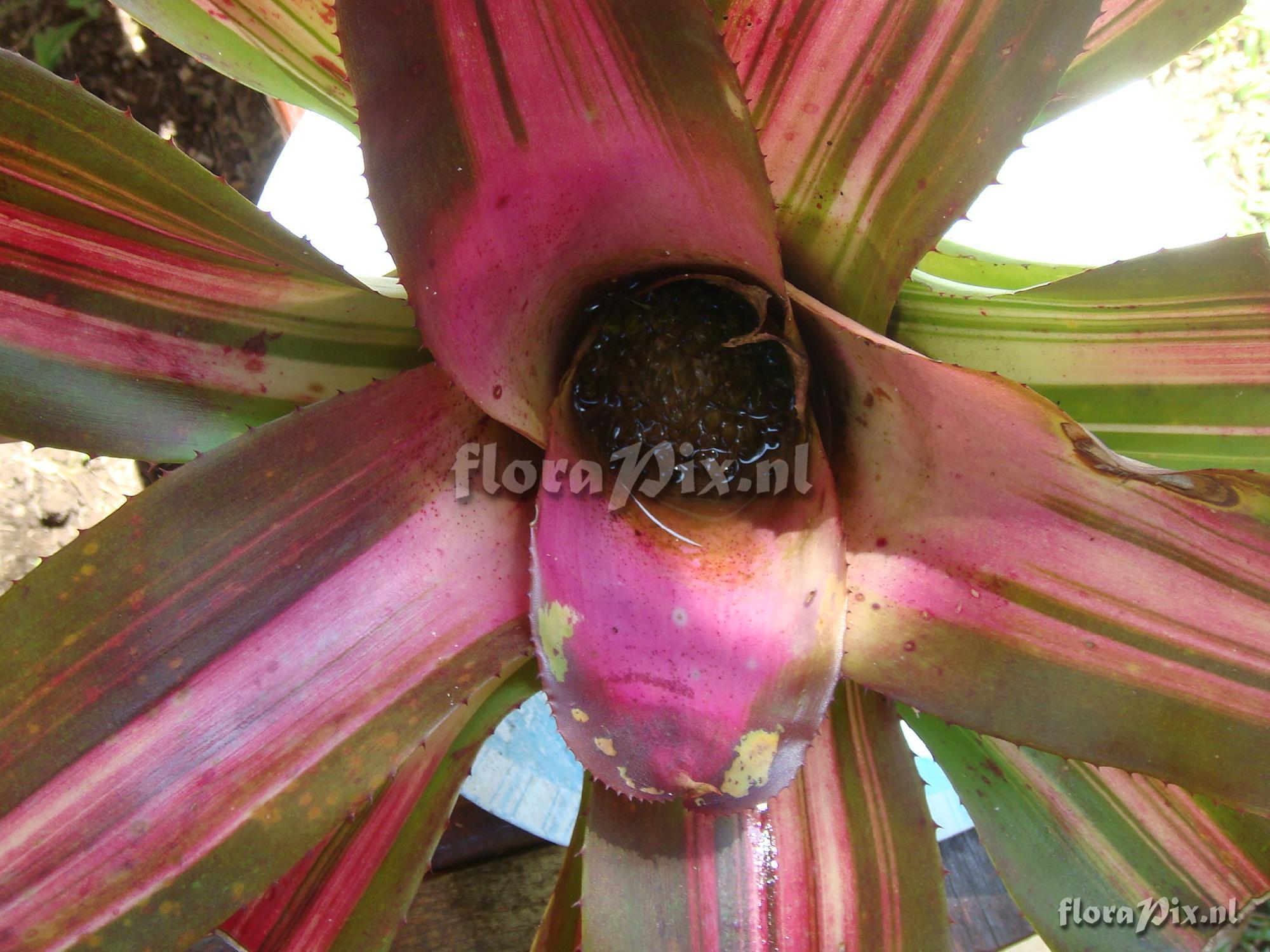 NEOREGELIA Sybil Jane