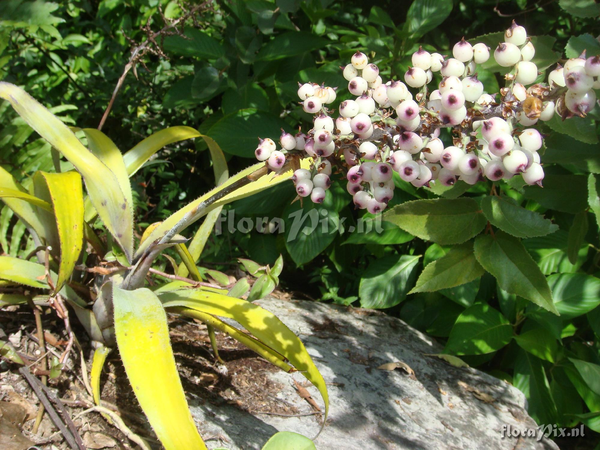 Aechmea angustifolia