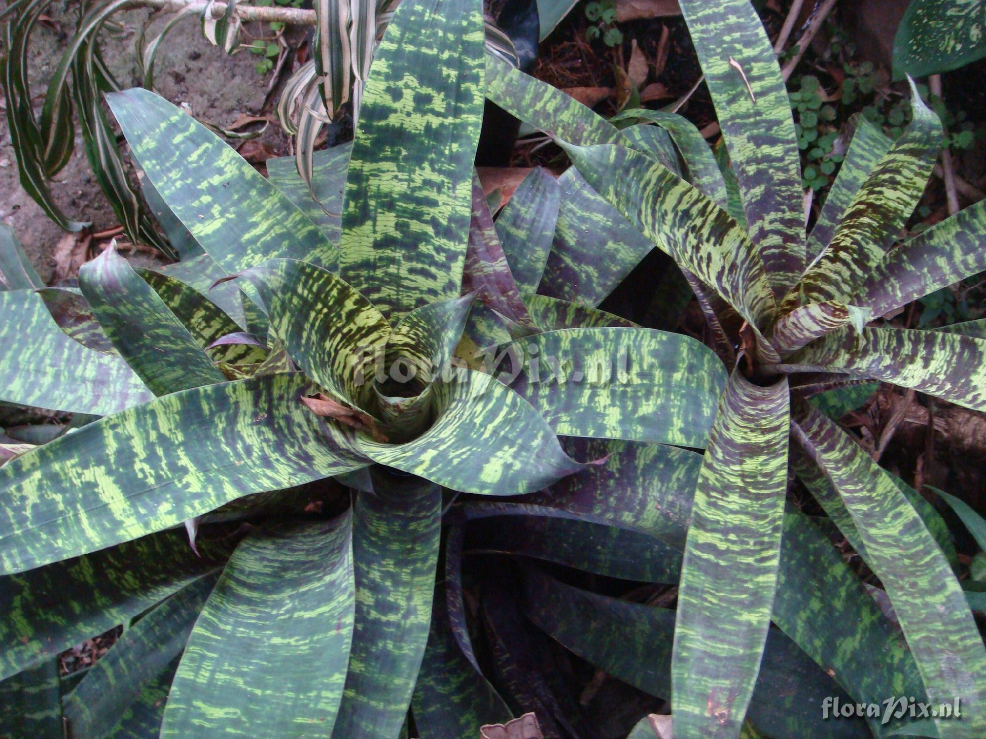 VRIESEA ospinae var gruberi -COLOMBIA