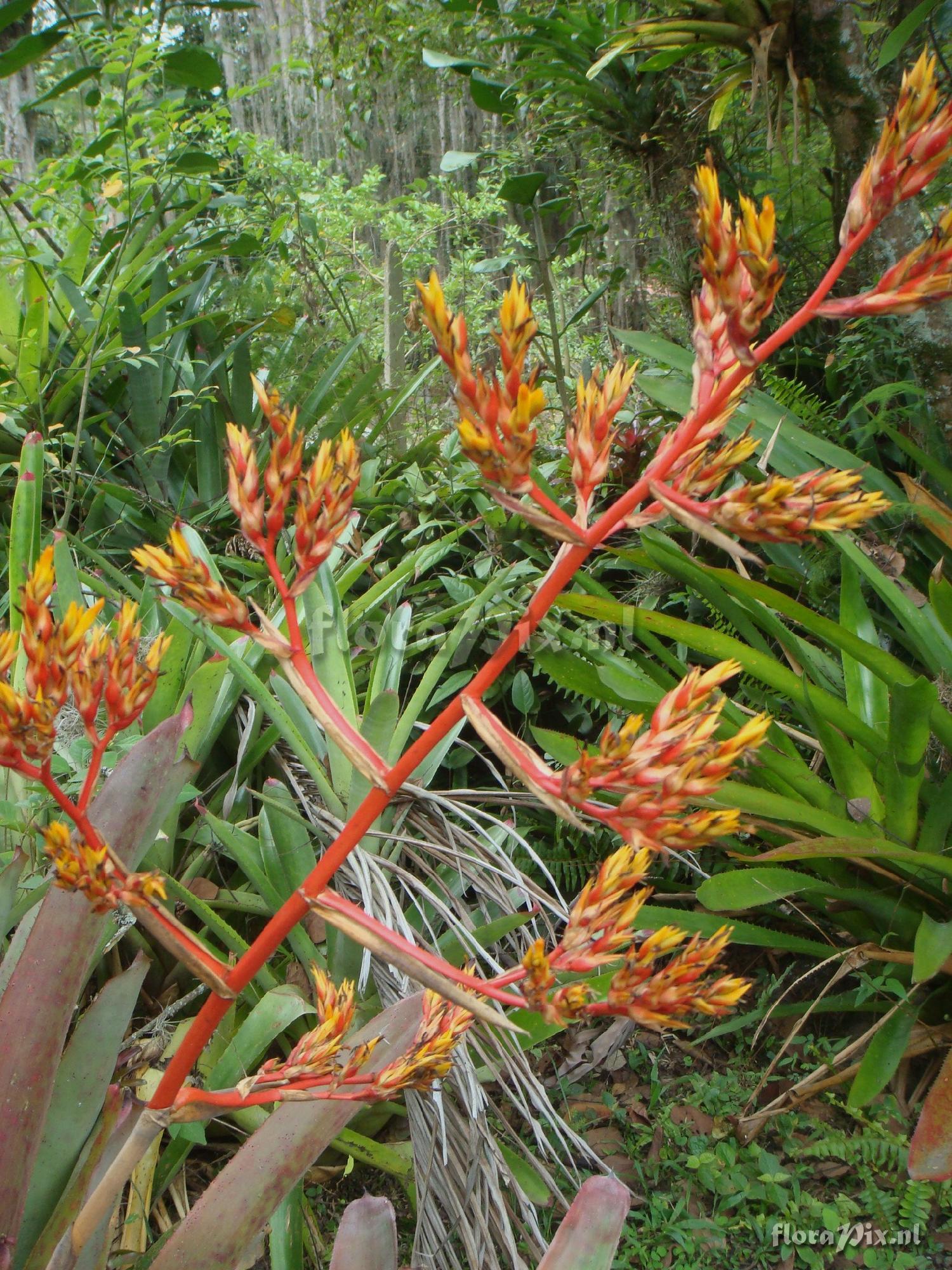 AECHMEA rubens-COLOMBIA