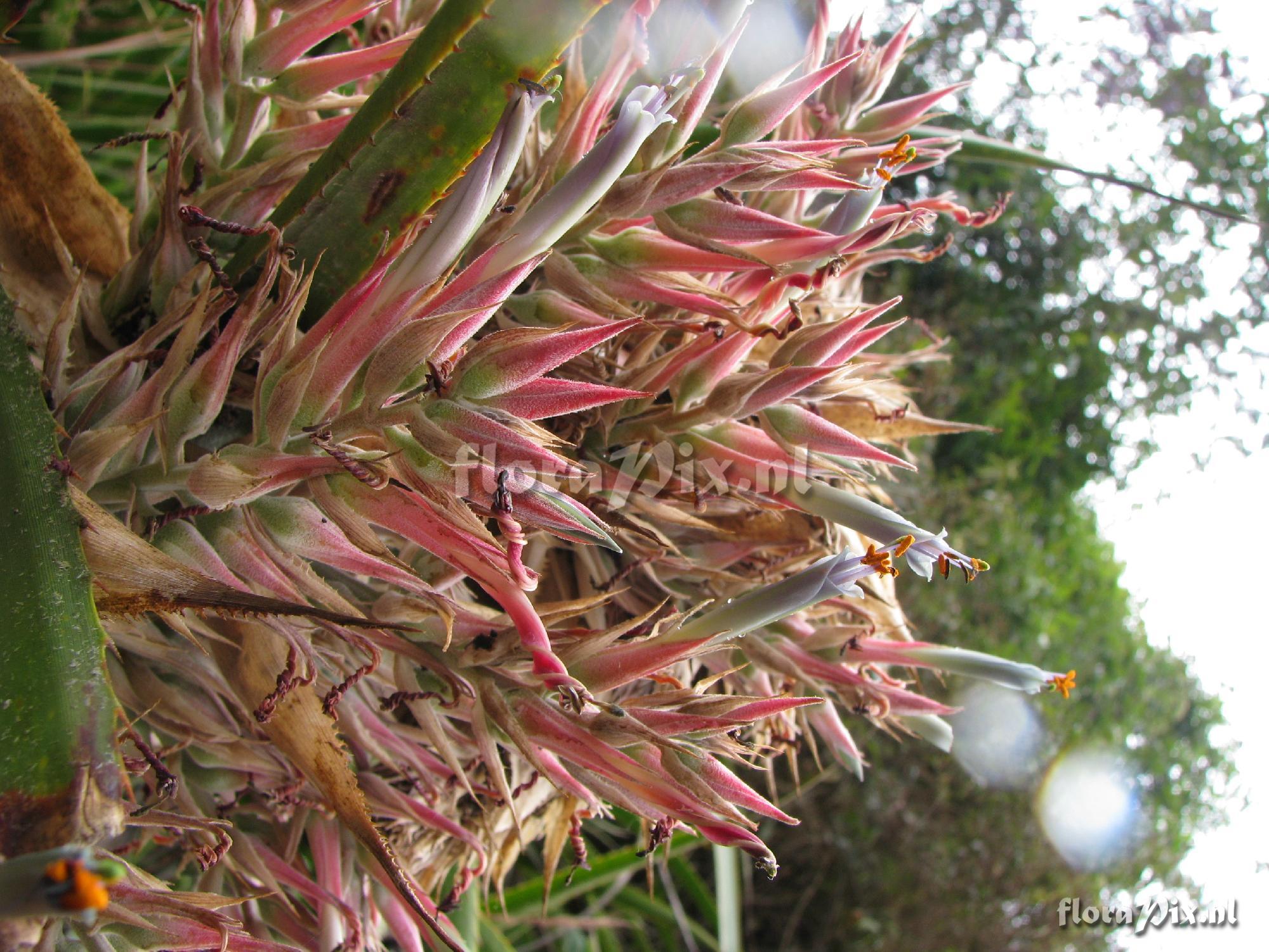 Puya gutteana