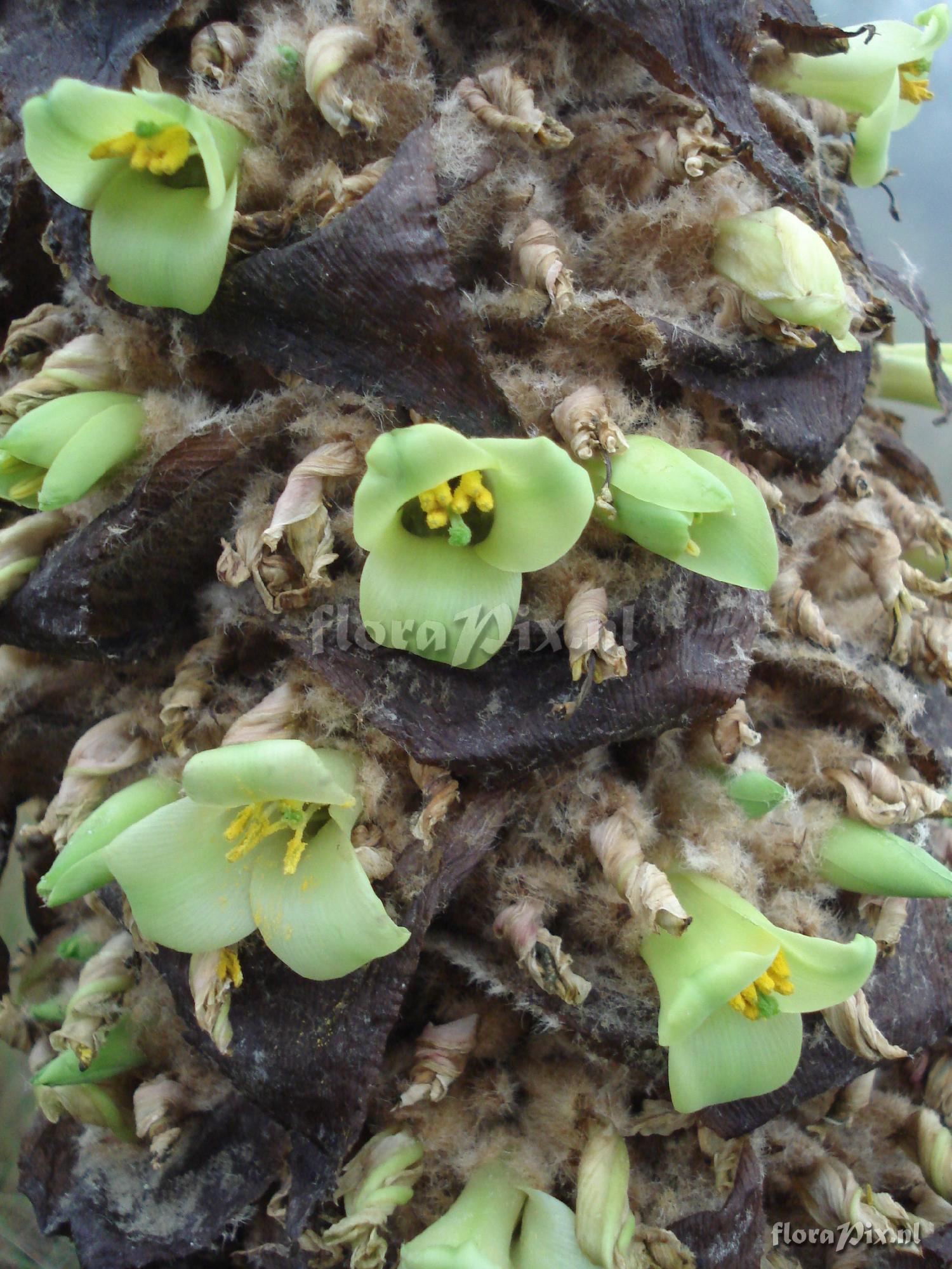 Puya membranacea