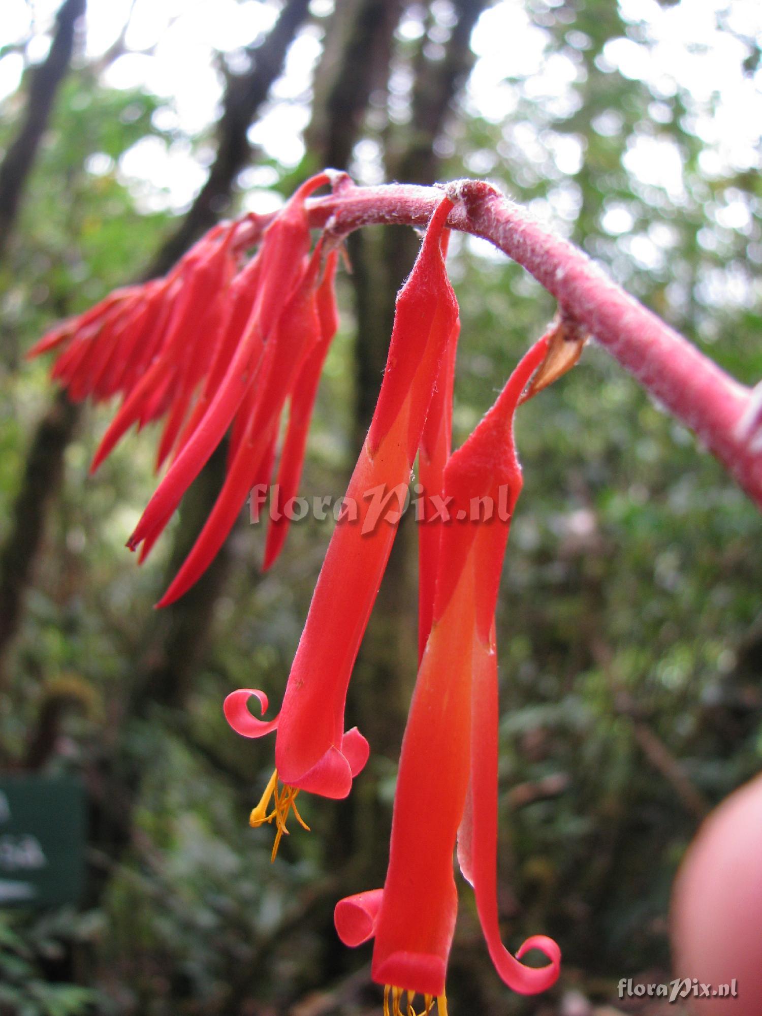 Pitcairnia lechleri