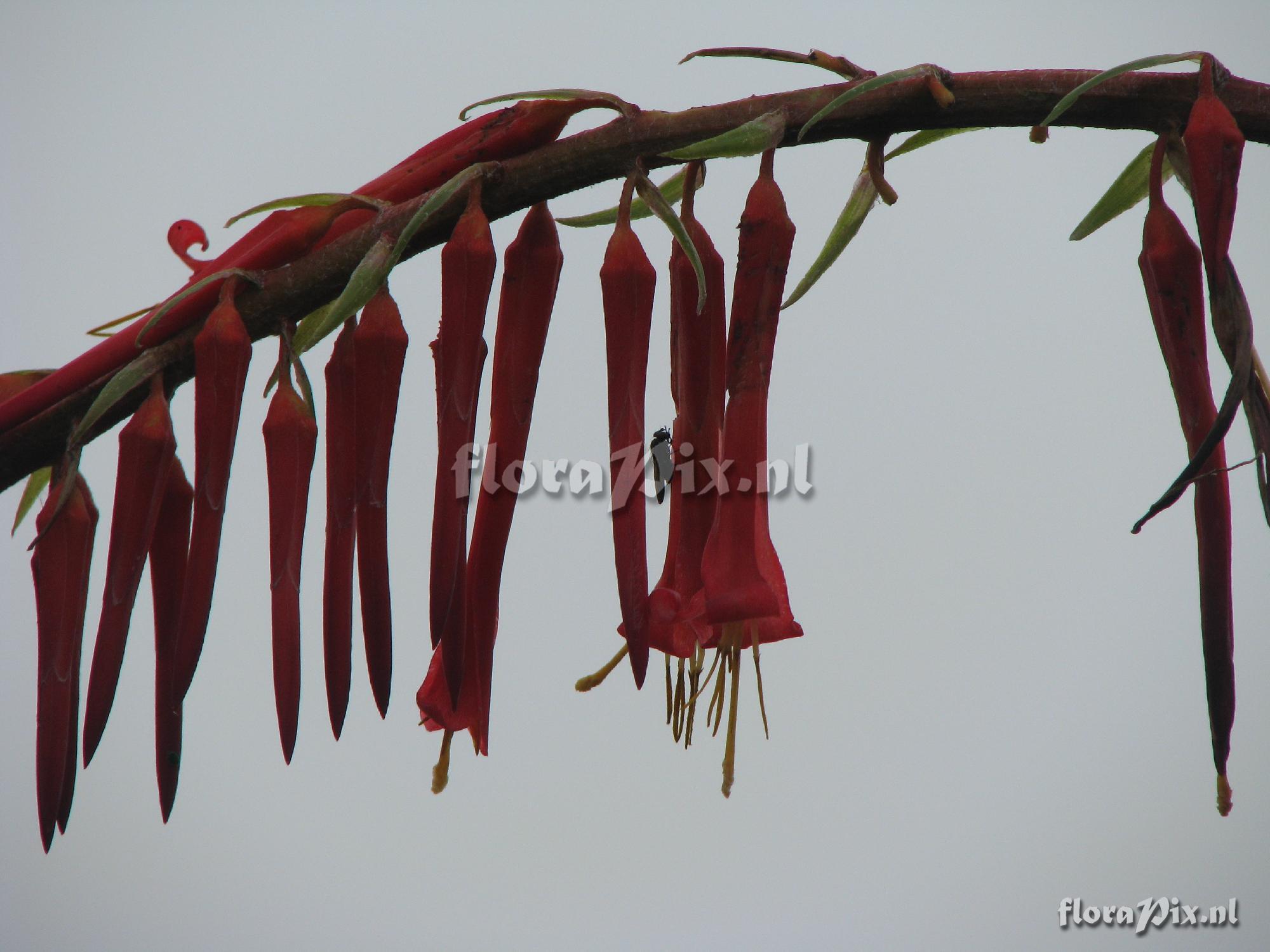 Pitcairnia lechleri