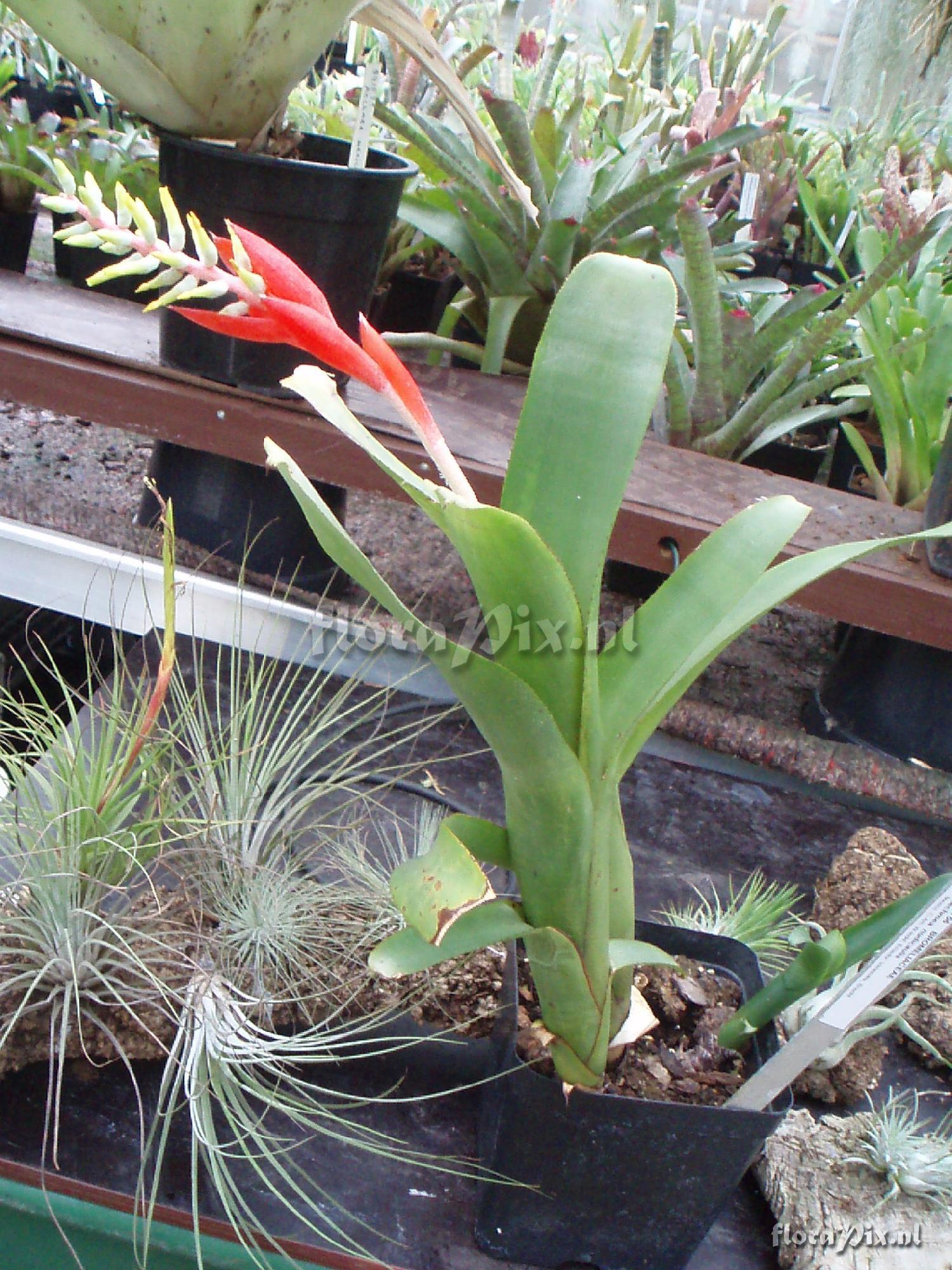 Aechmea nudicaulis var nudicaulis