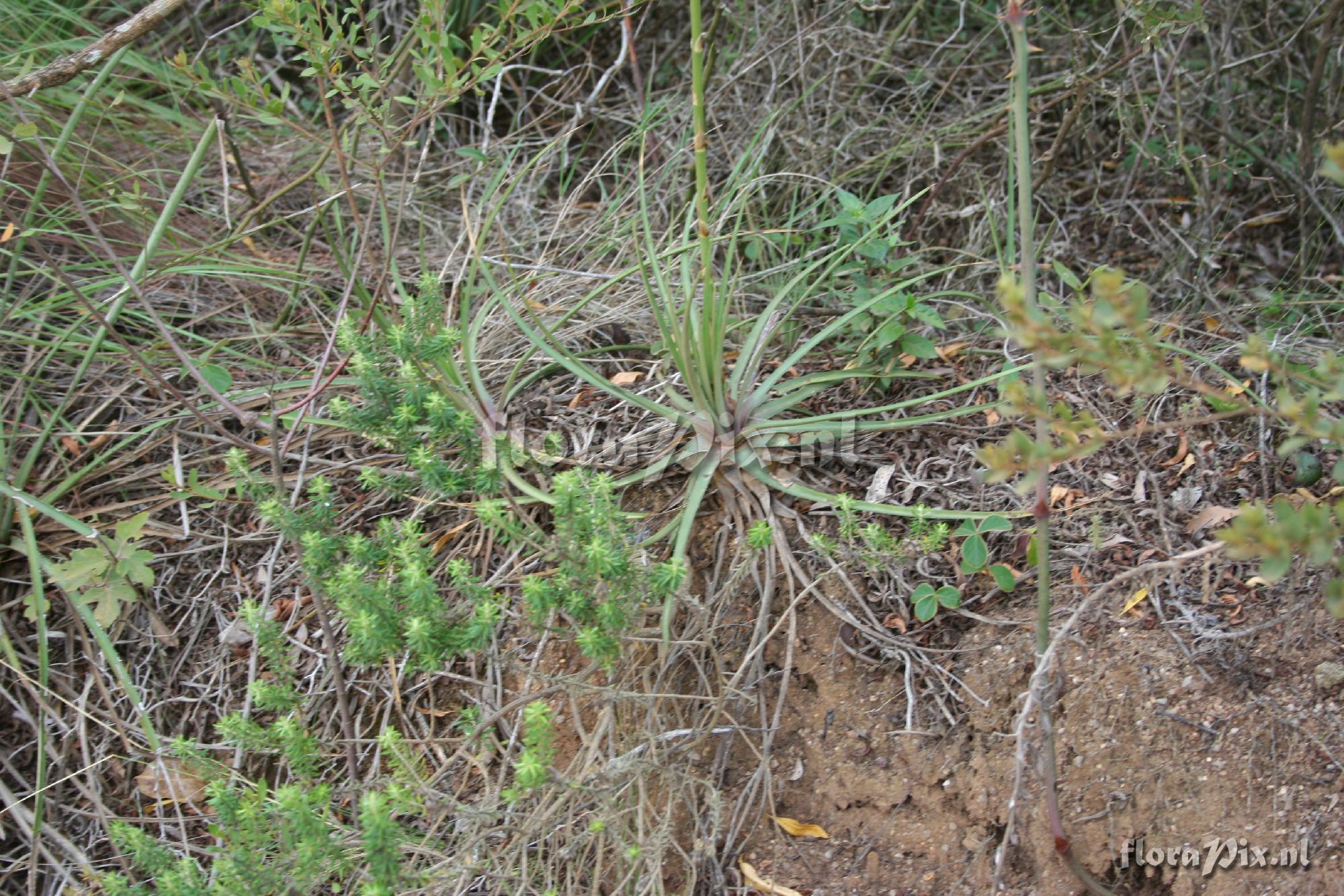 Dyckia remotiflora