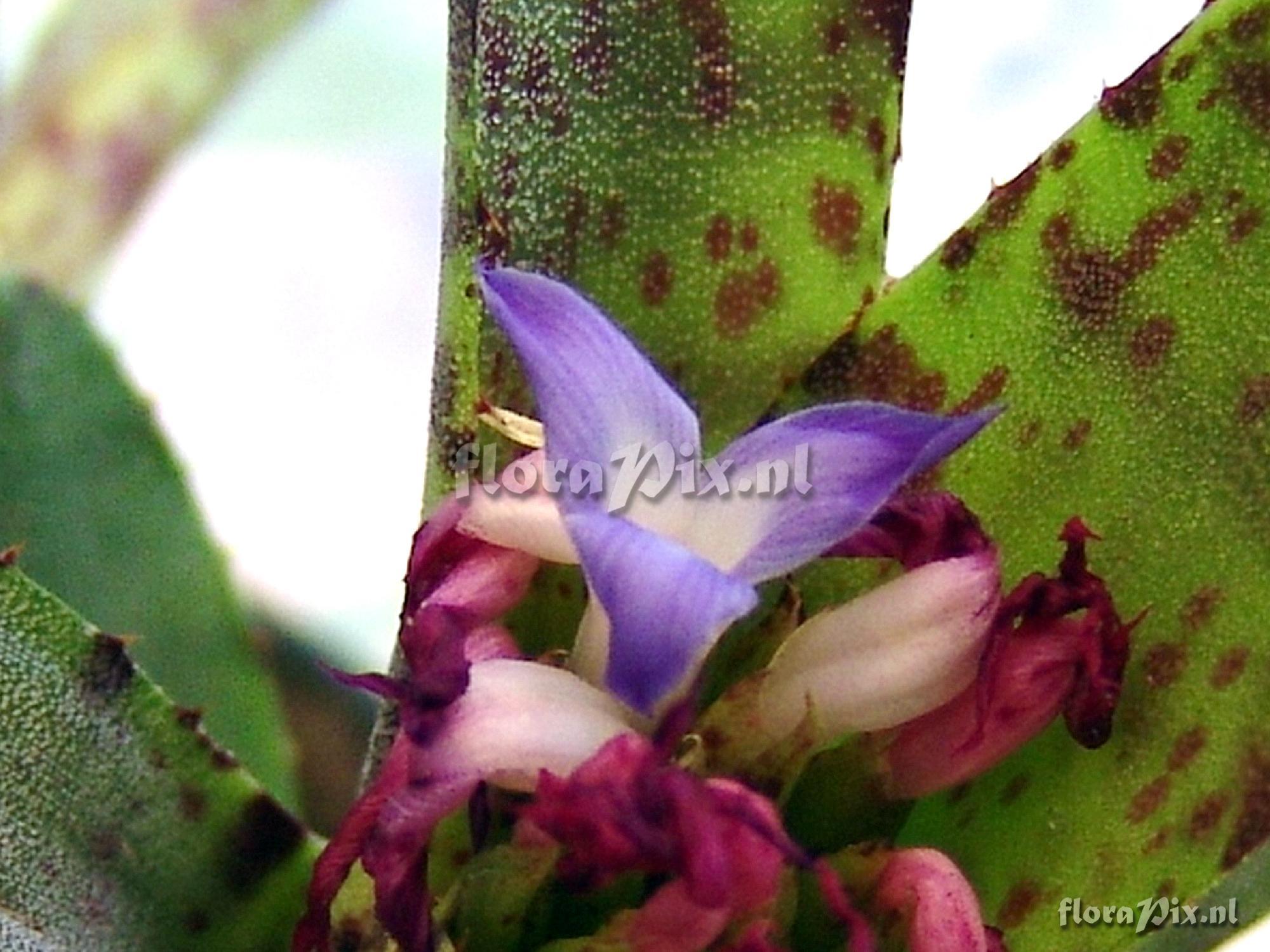 Neoregelia species ?