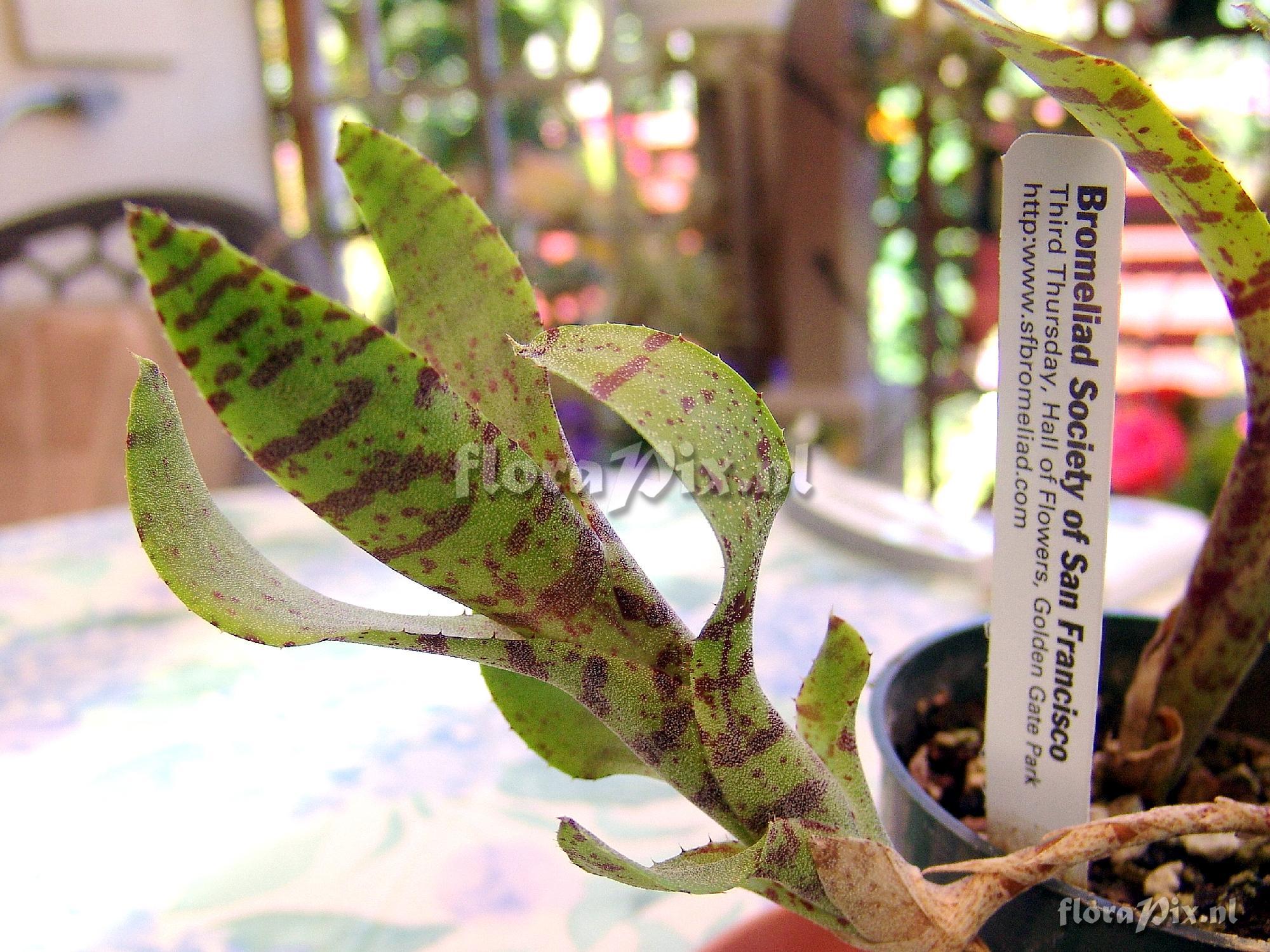 Neoregelia sp