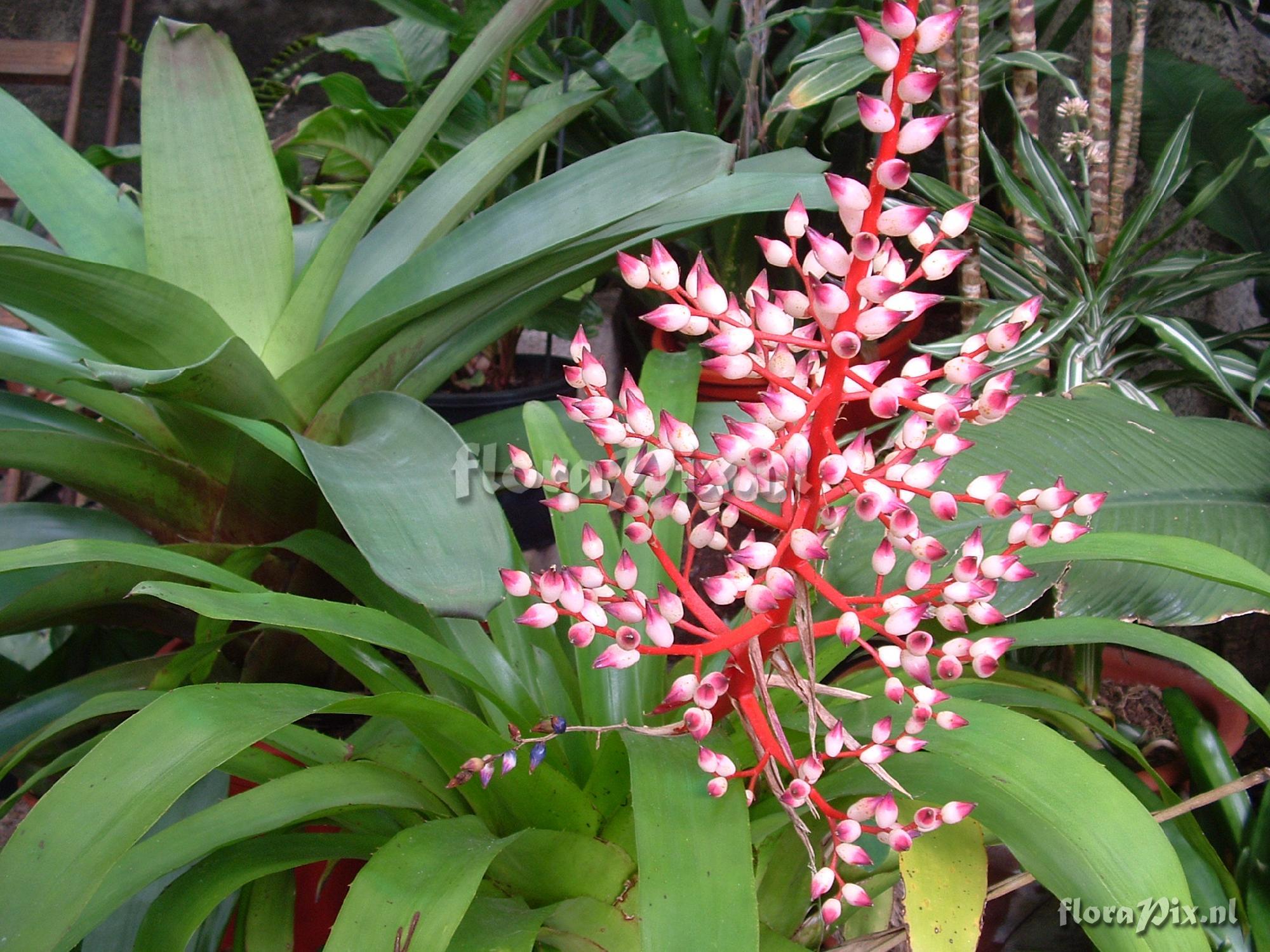 Aechmea ramosa x penduliflora?