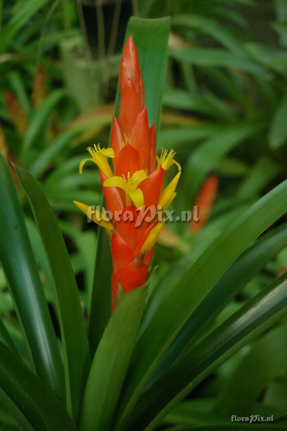 Guzmania berteroniana