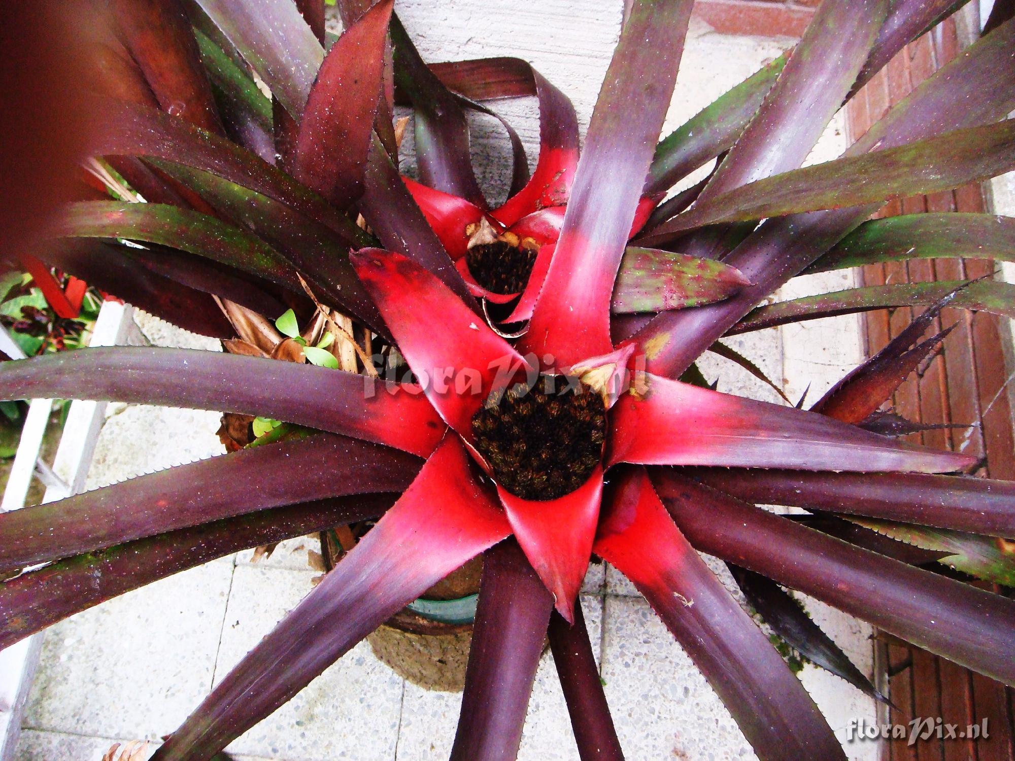 Neoregelia spectabilis