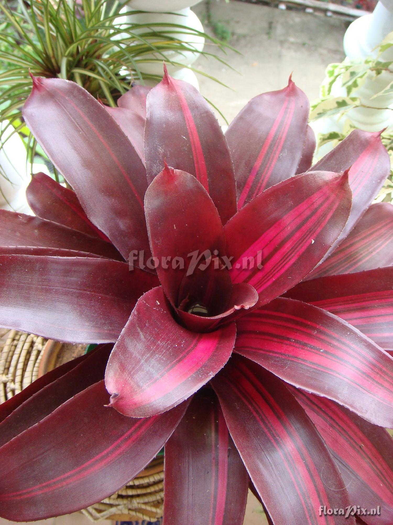 Neoregelia NN