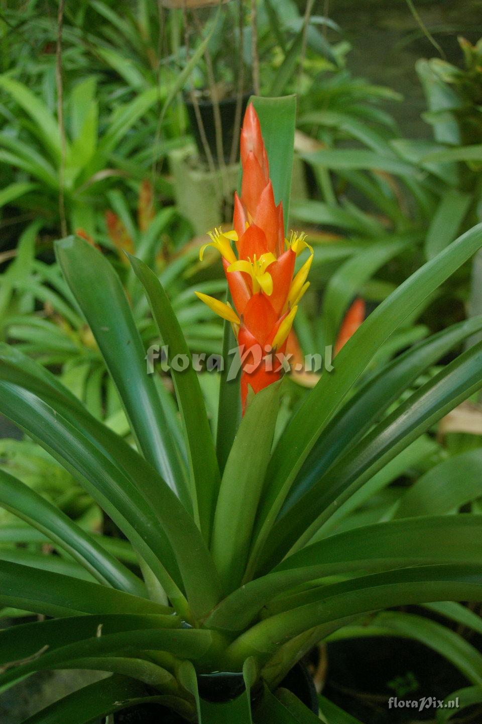 Guzmania berteroniana